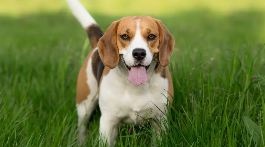 Pequeño perro de caza en campo verde