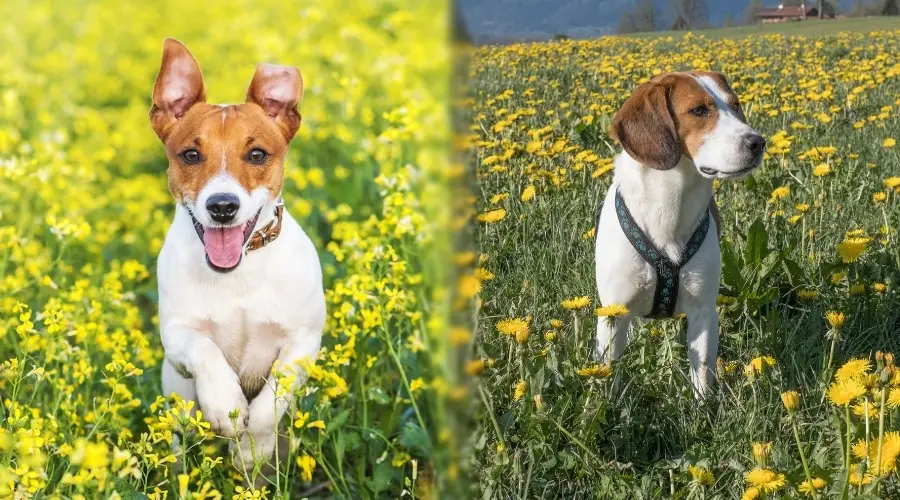 Dos perros al aire libre en campos con flores amarillas