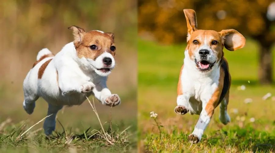 Dos perros haciendo ejercicio vigorosamente al aire libre