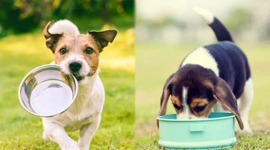 Dos perros hambrientos de comida para perros