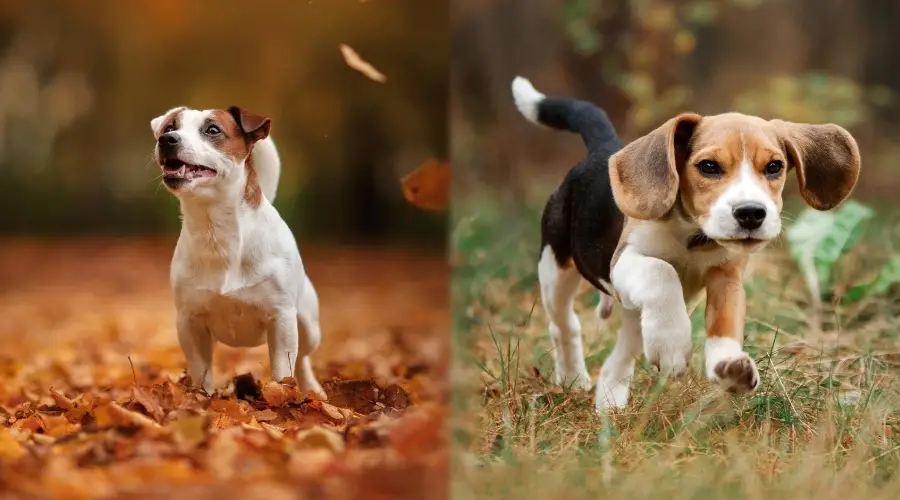 Dos perros sanos jugando en el bosque durante el otoño