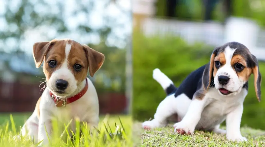 Dos cachorros blancos y tostados sentados en la hierba