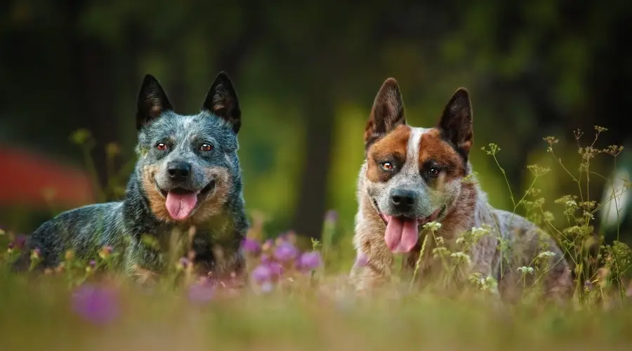 Heeler rojo y azul al aire libre