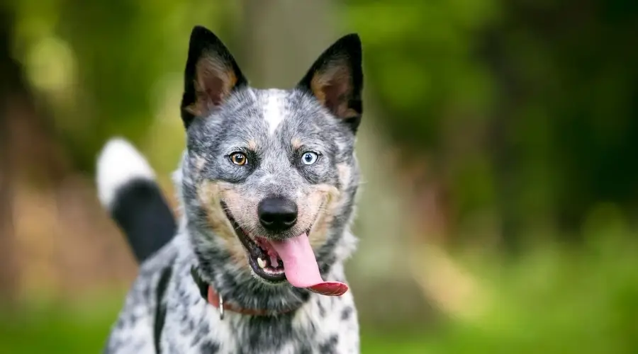 Heeler azul con ojo azul