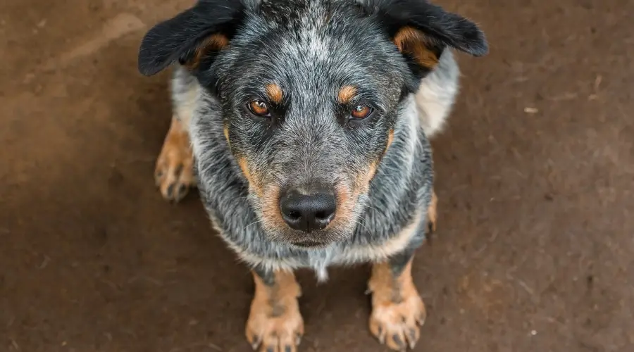 Perro Ganadero Obstinado Sentado