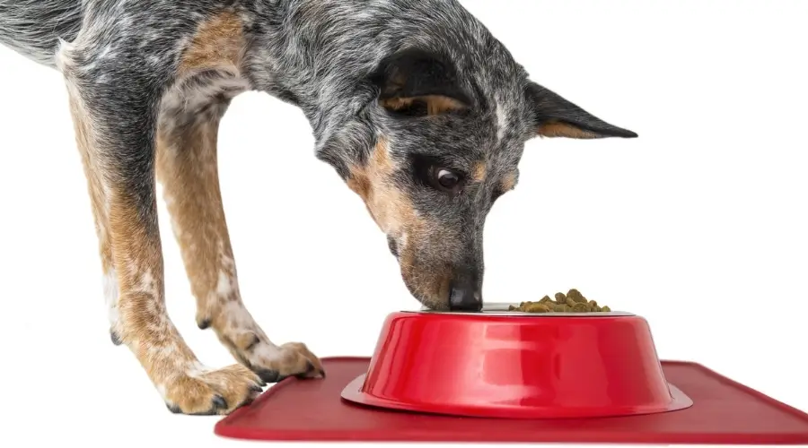 Perro de ganado comiendo comida