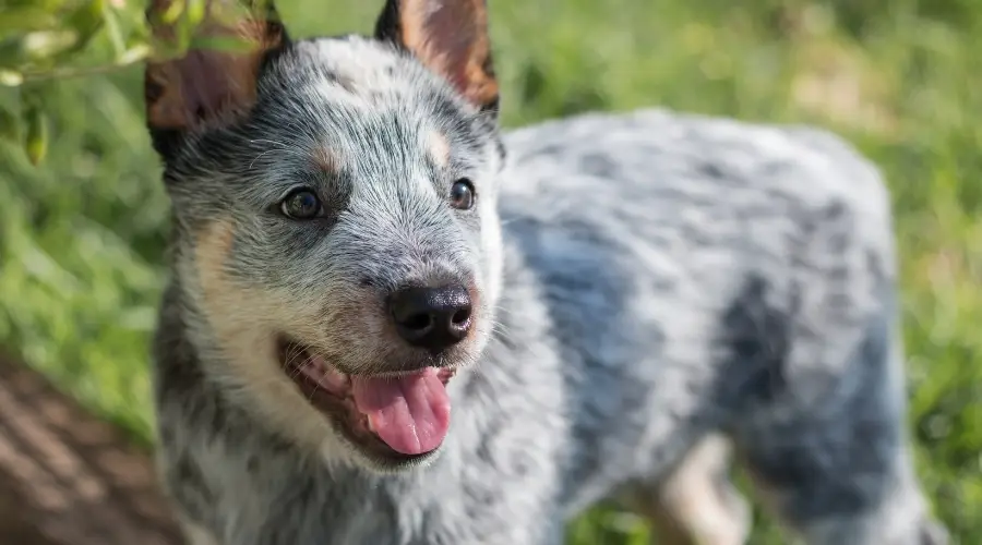 Cachorro Heeler de pura raza