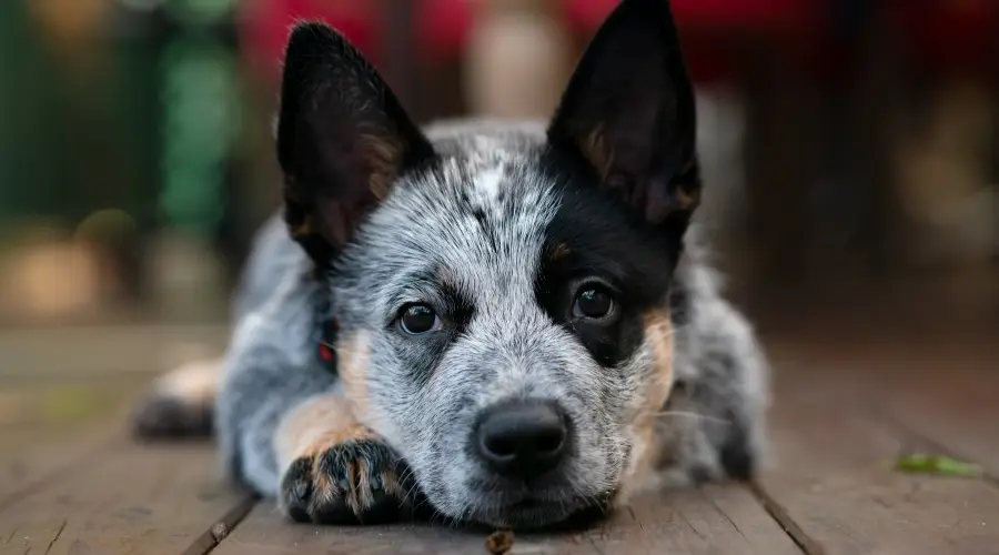 Blue Heeler en el centro de rescate