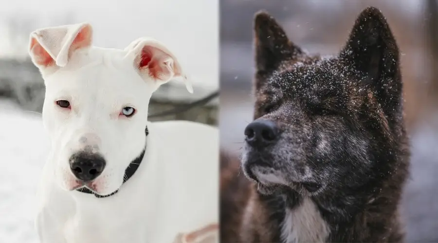 Akita y PItbull en la nieve