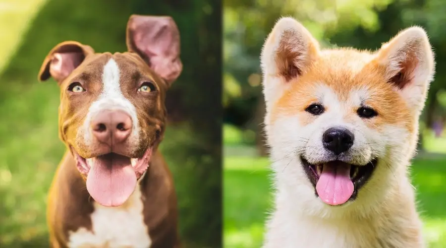 Comparación de PItbull Akita