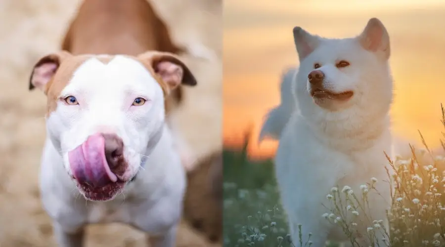 Akita blanco contra Pitbull Terrier