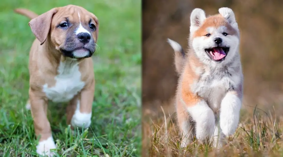 Cachorros corriendo juntos al aire libre