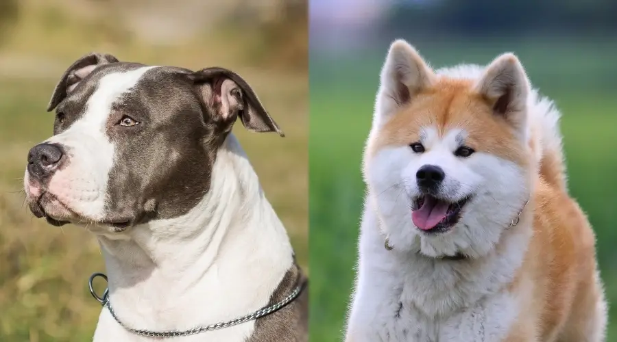 Pitbull y Akita necesitan cuidados