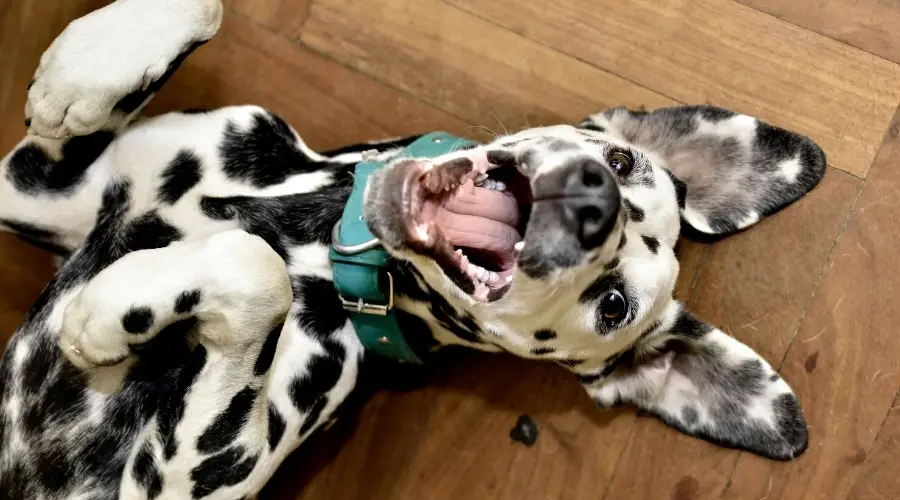 Perro manchado feliz acostado boca arriba