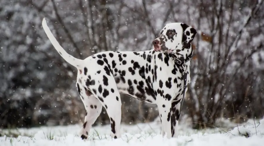 Perro manchado parado en la nieve