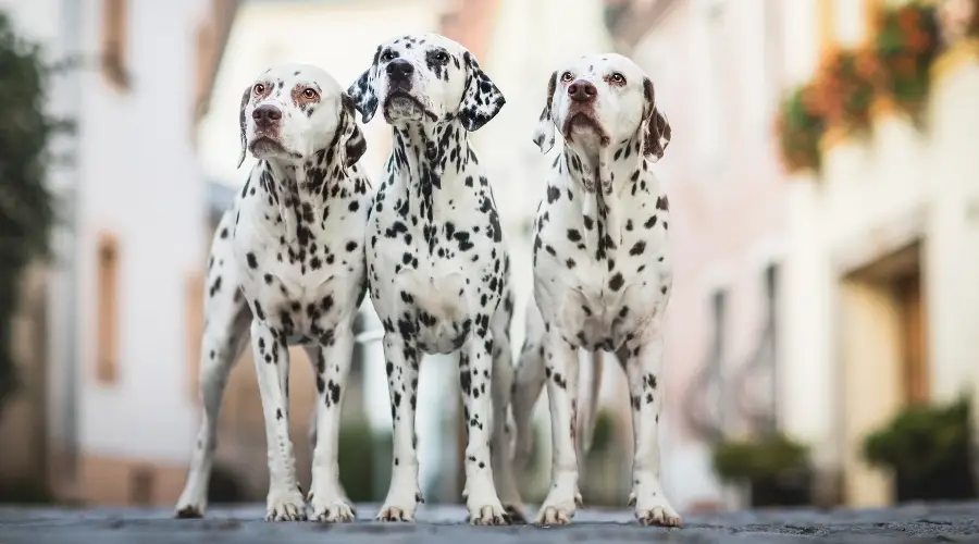 Tres perros manchados parados en una acera