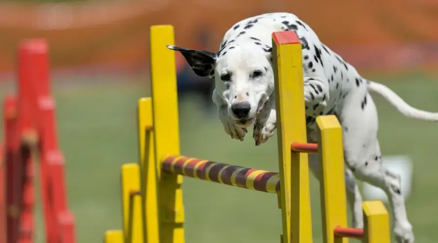 Perro manchado corriendo un curso de agilidad