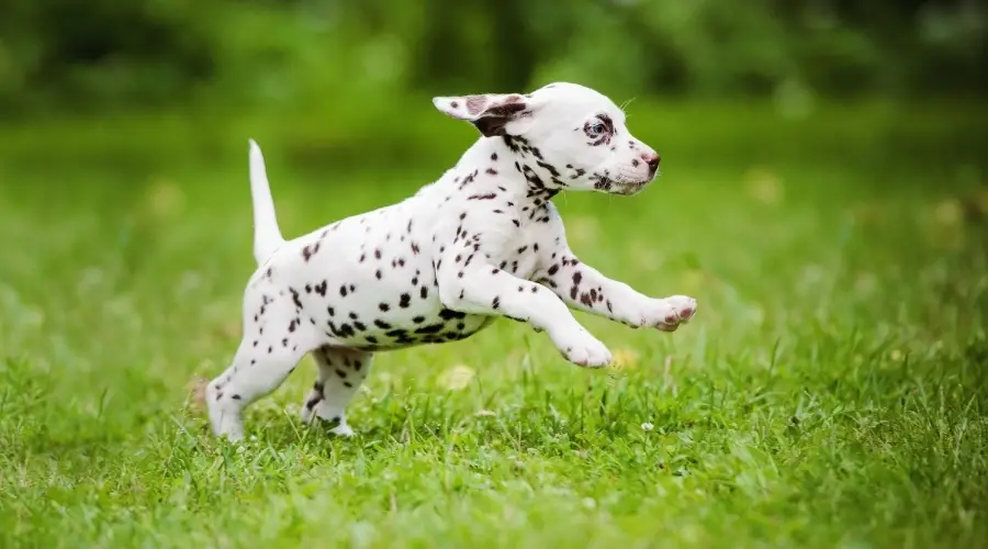 Cachorro con manchas de hígado jugando al aire libre