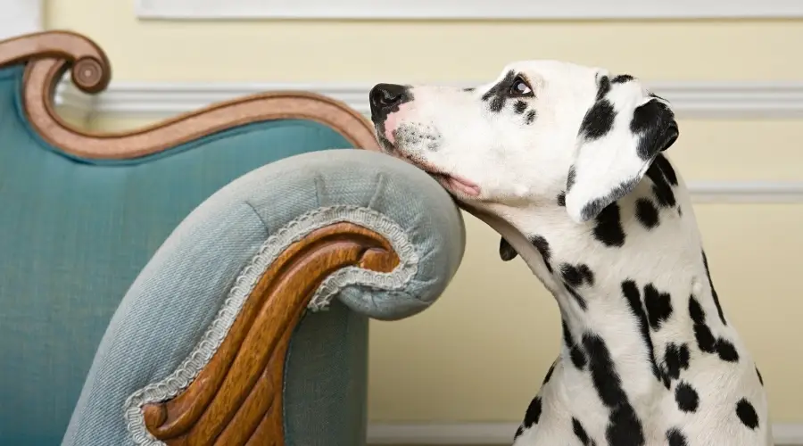 Perro manchado descansando su cabeza en el brazo de un sofá