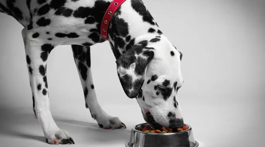 Perro manchado comiendo comida para perros