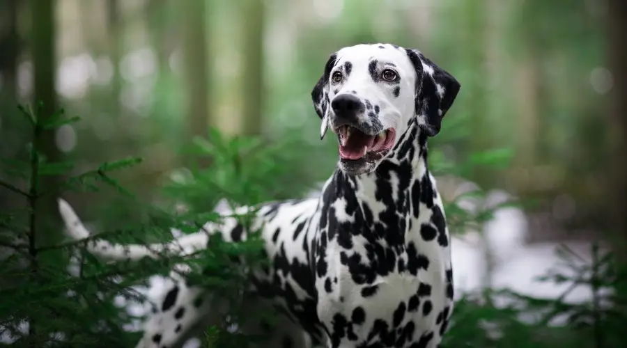 Perro manchado de pie en el bosque