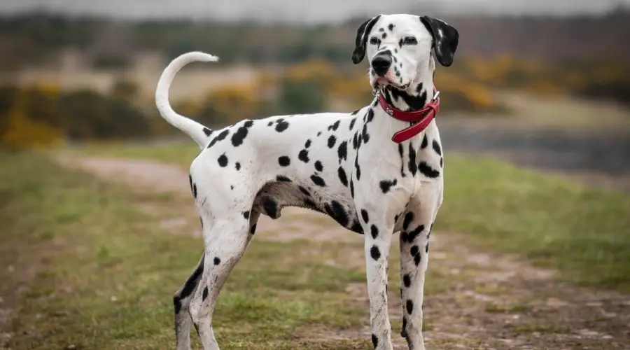 Perro manchado con collar rojo