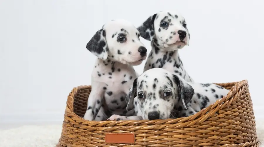 Cachorros manchados en una canasta