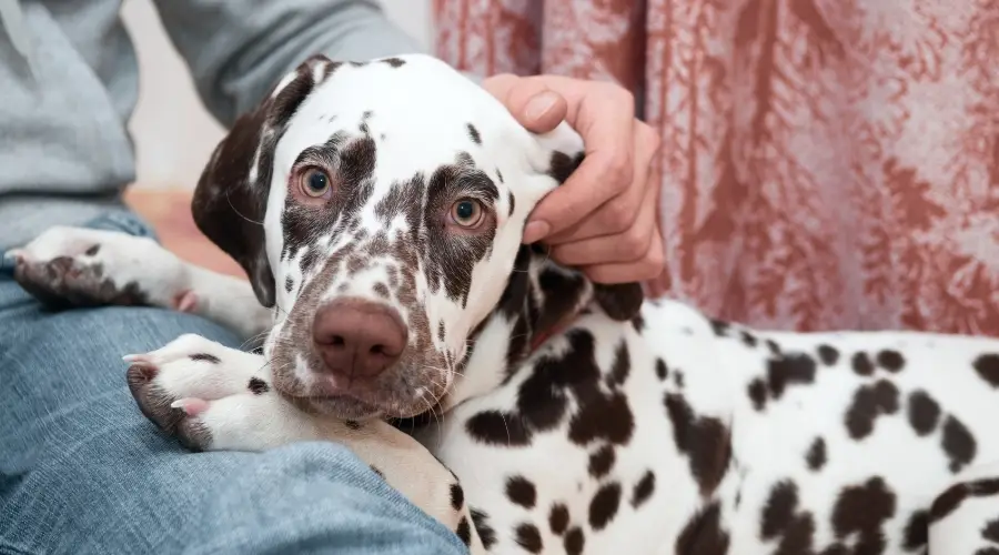 Perro manchado siendo mascota de un humano