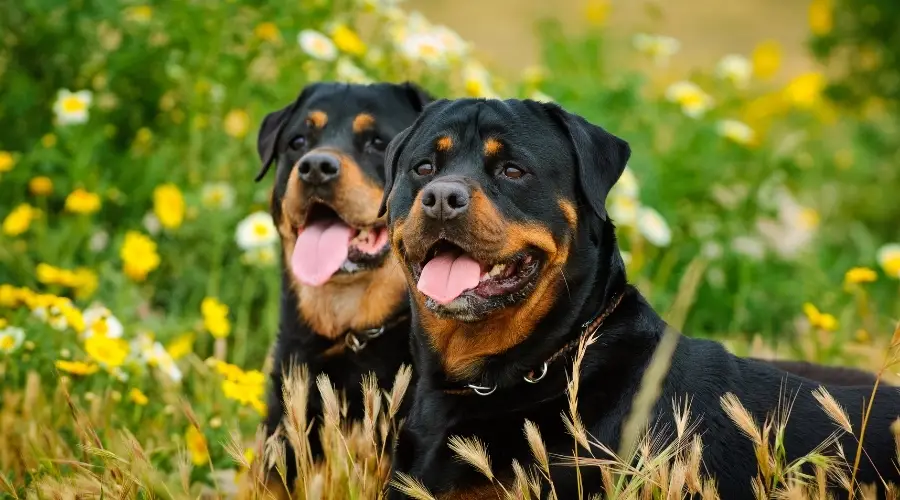 Dos perros negros y oxidados en flores de primavera