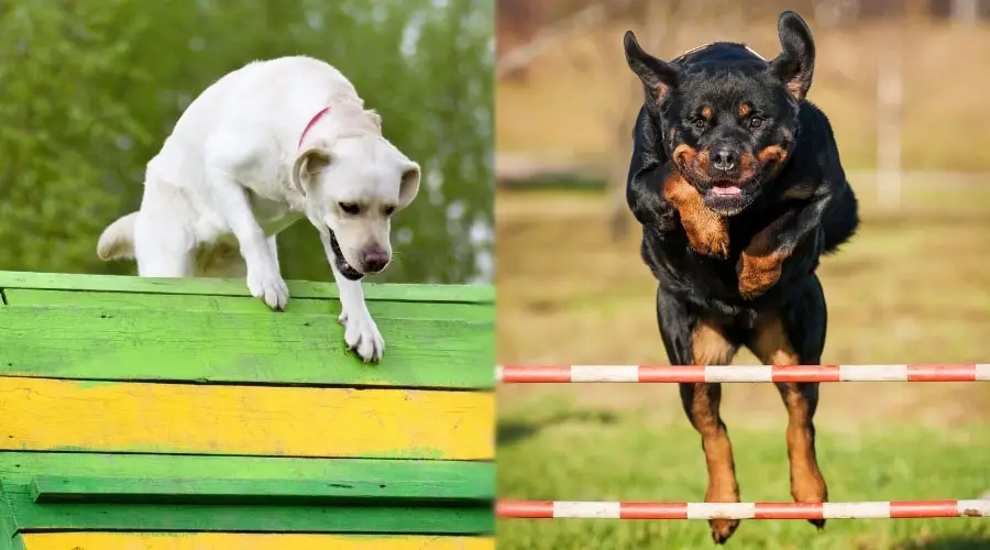 Cursos de agilidad para perros corriendo