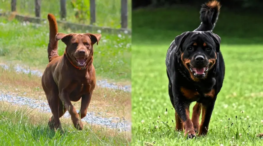 Perros corriendo al aire libre