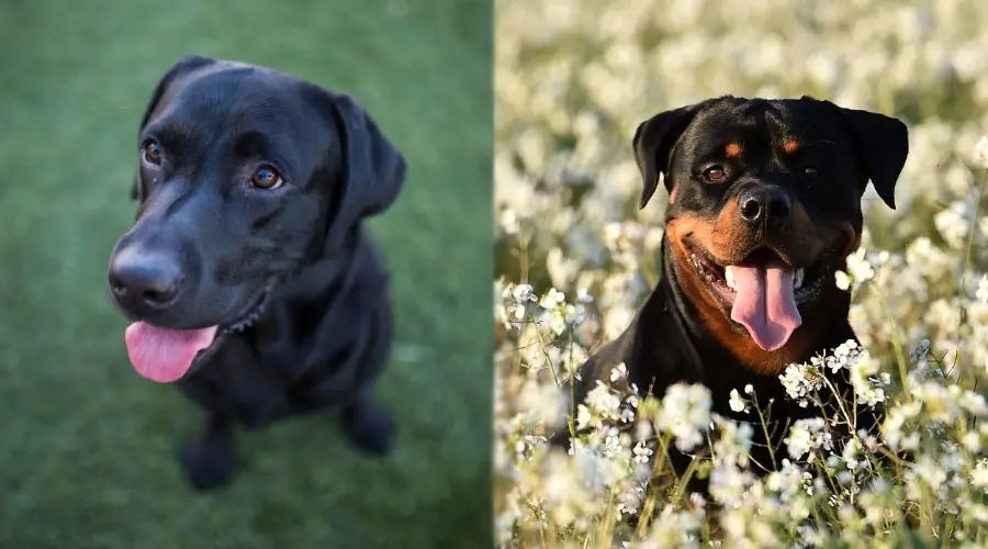 Perros negros felices sentados al aire libre