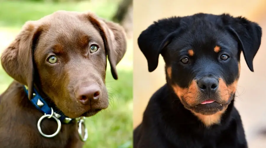 Caras lindas de cachorro