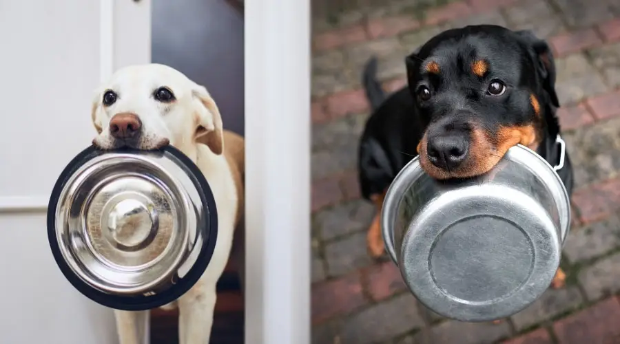 Perros sosteniendo tazones para perros