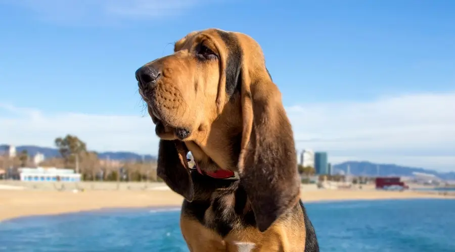 Perro negro y fuego cerca de la playa