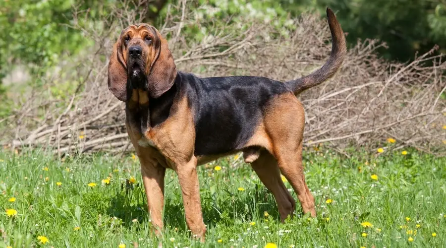 Perro negro y fuego al aire libre en la hierba