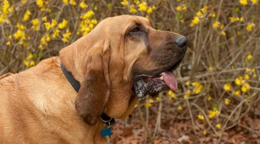 Perro bronceado cerca de flores amarillas