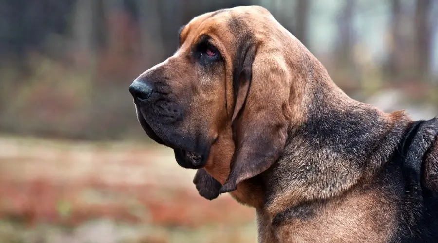 Perro con mirada hosca afuera