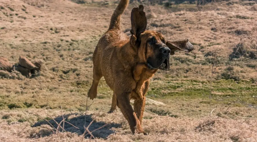 Perro bronceado corriendo y haciendo ejercicio al aire libre