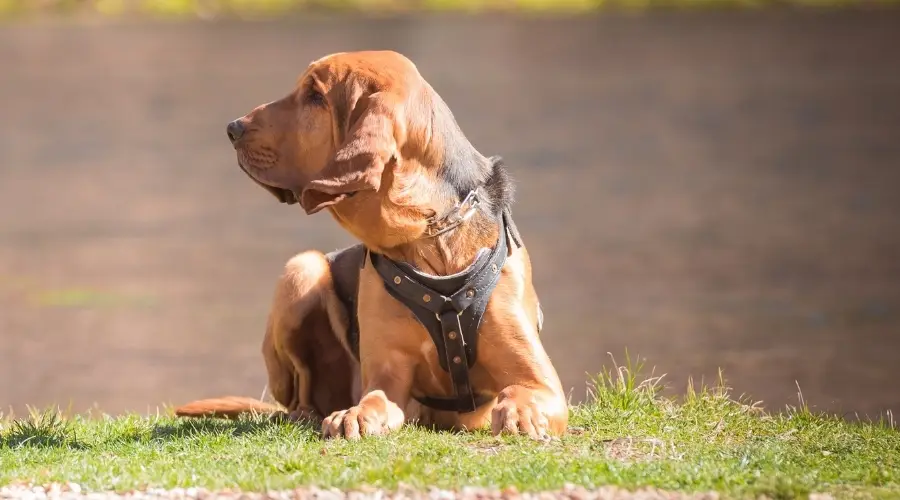 Cachorro en entrenamiento cerca del agua