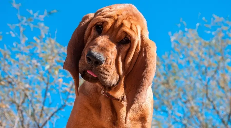 Cachorro de sabueso de pura raza