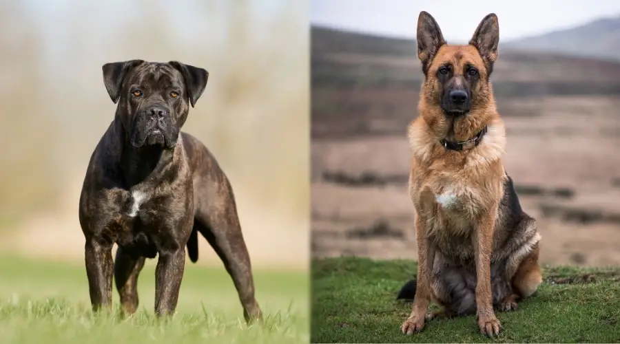 Cane Corso y pastor alemán al aire libre