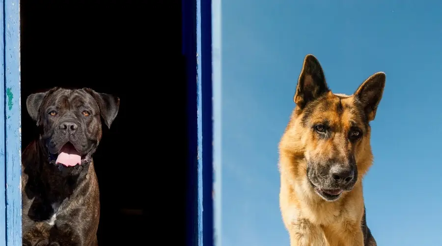 Cane Corso y pastor alemán haciendo ejercicio