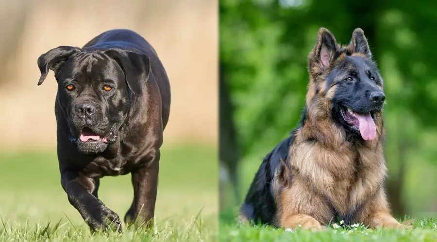 Cane Corso y pastor alemán necesitan cuidados