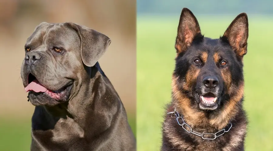 Perros en un campo durante el entrenamiento