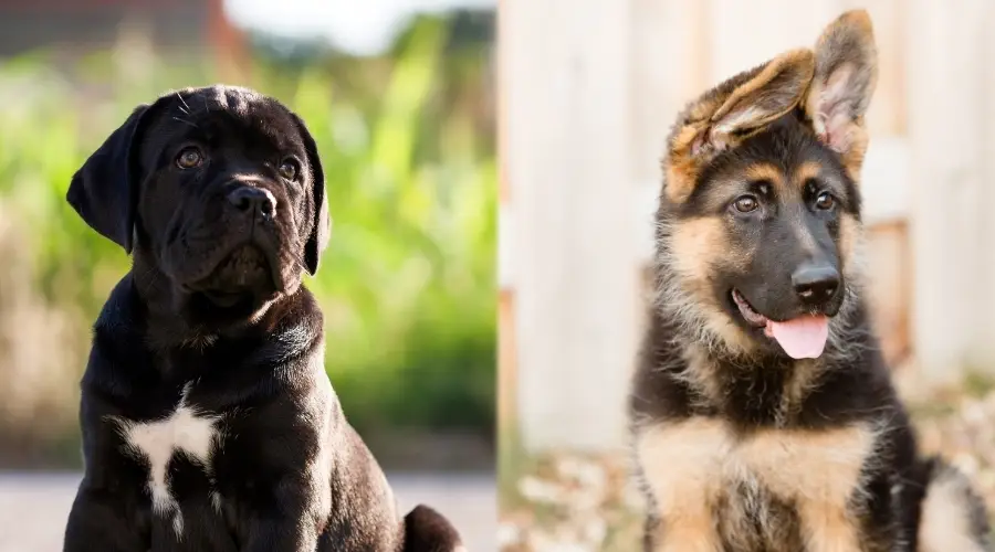 Cachorros de Cane Corso y Pastor Alemán