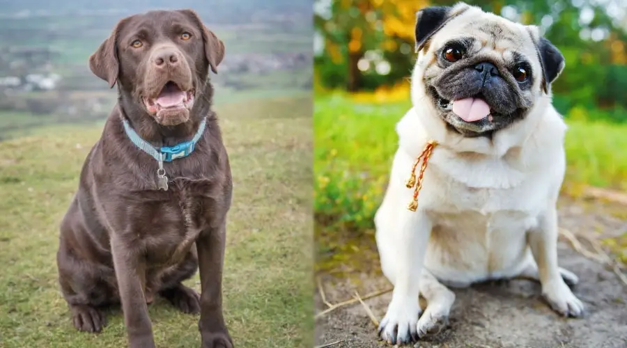 Perros marrones y leonados sentados y luciendo felices