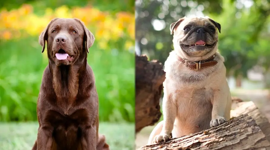 Perros felices marrones y cervatillos afuera