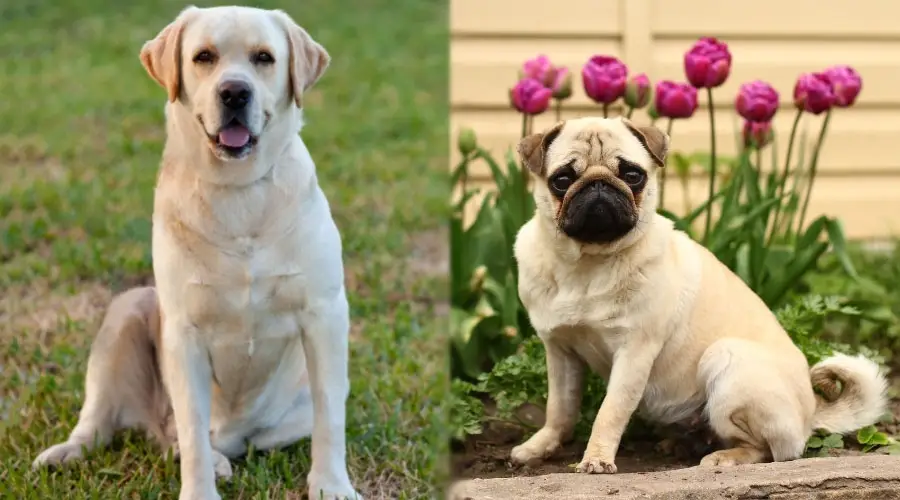 Perros amarillos y leonado sentados afuera