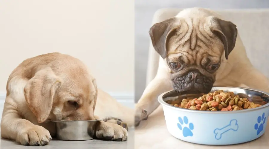 Perros comiendo de tazones para perros